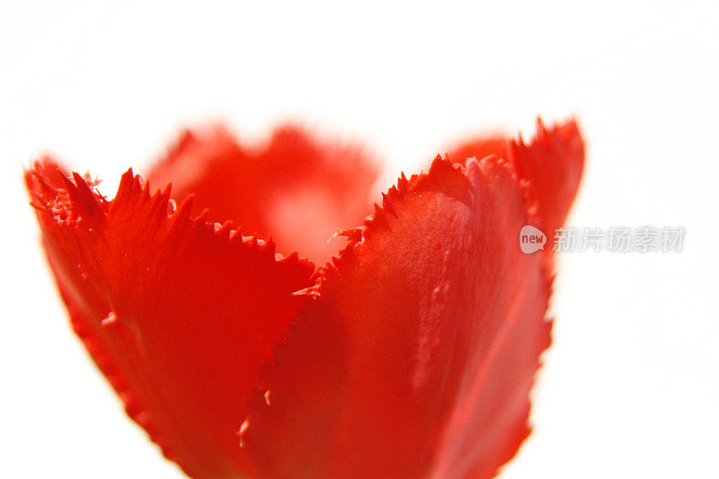 抽象的红色郁金香花