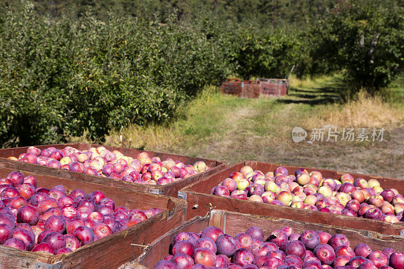 新鲜收获成熟的有机红美味苹果奥肯那根谷