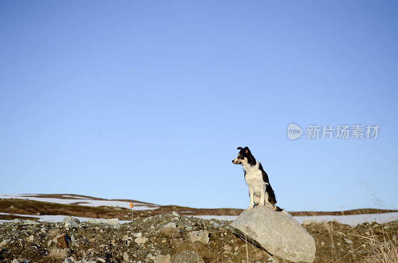 狗在拉普兰