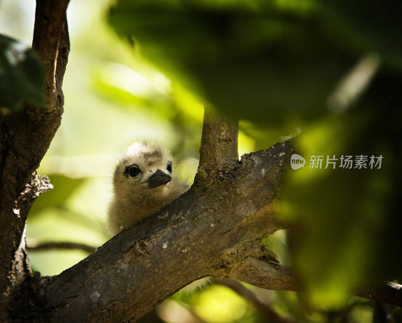 婴儿鸟