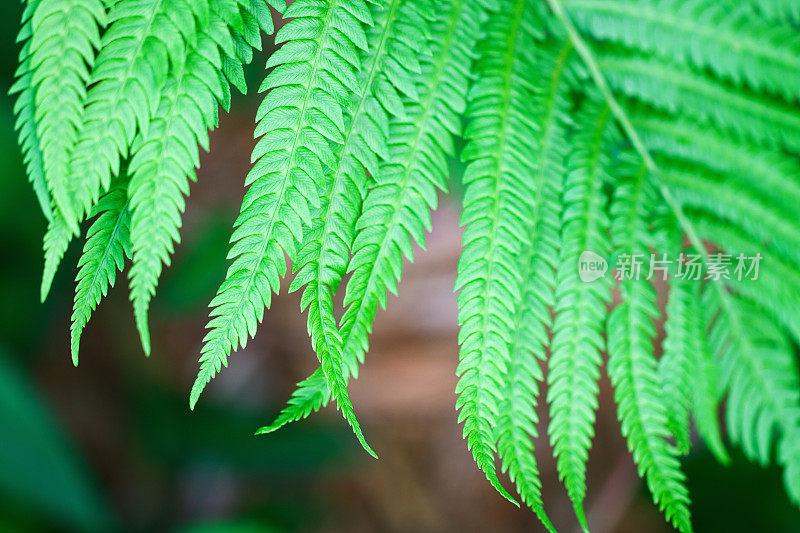 蕨类植物