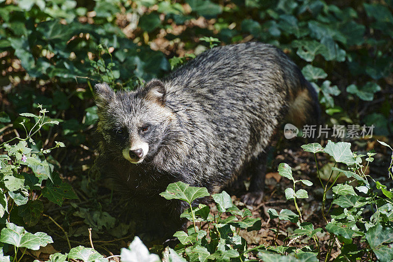 塔努基