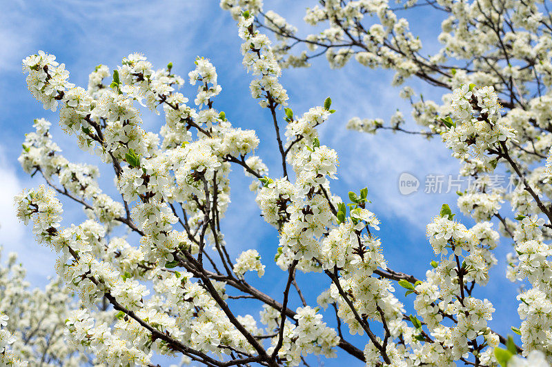 蓝天下的樱花