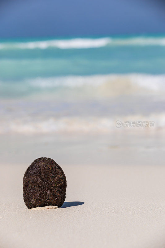 古巴卡约可可海滩上的沙美元海胆