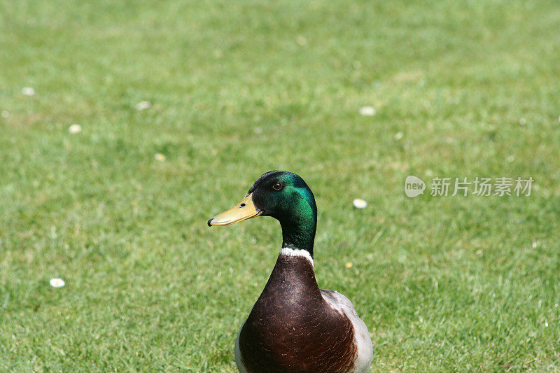 野鸭德雷克