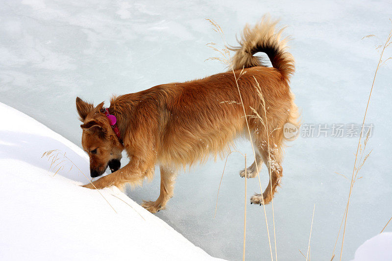 冰面上的救援犬