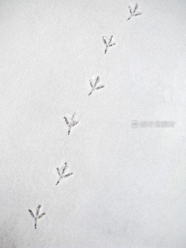 雪地上乌鸦的脚印。