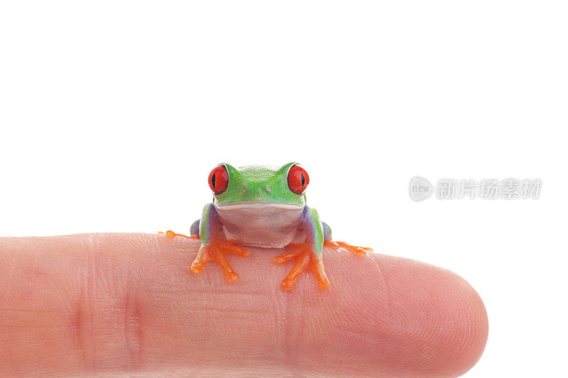 驯服青蛙宝宝用人类的食指