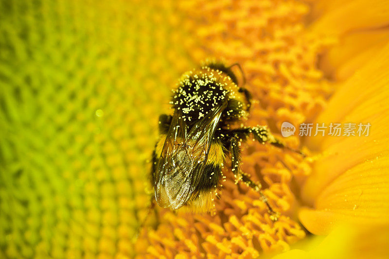 大黄蜂授粉向日葵