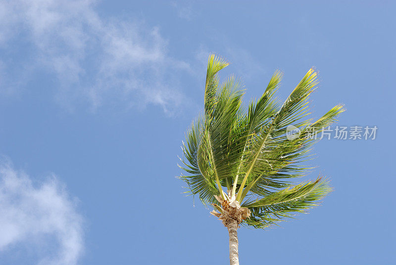 有风的棕榈树