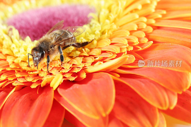 蜜蜂和非洲菊02