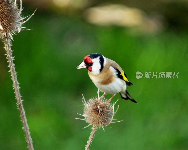 金雀（卡杜利斯·卡杜埃利斯）