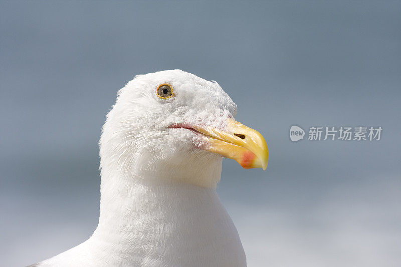 西部黄金