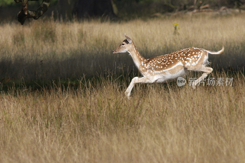 轻盈的雌性白鹿在长草的母鹿