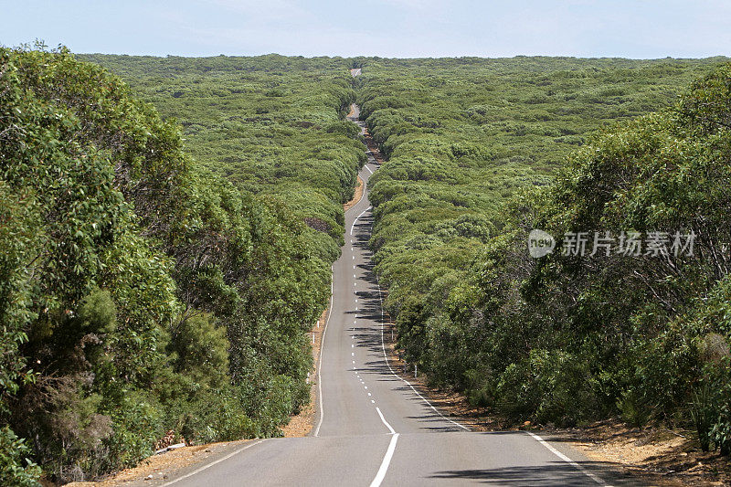 废弃的乡村公路蜿蜒穿过茂密的灌木丛