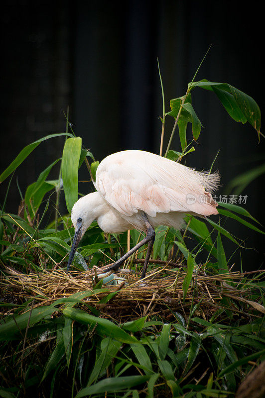 小白鹭