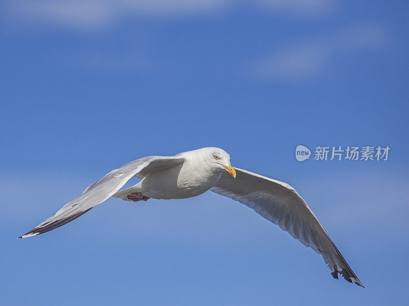 宽翅飞行的海鸥