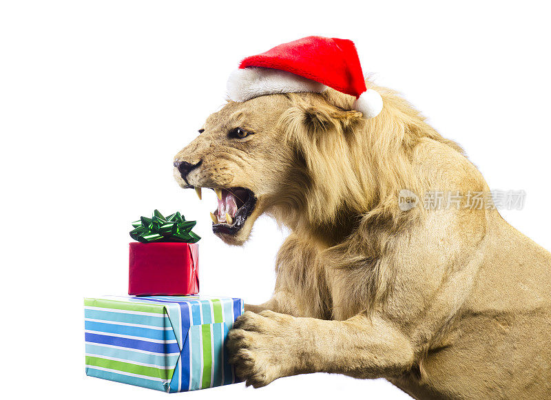 带礼物的狮子和圣诞帽