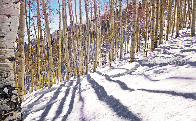 滑雪山上的白杨树