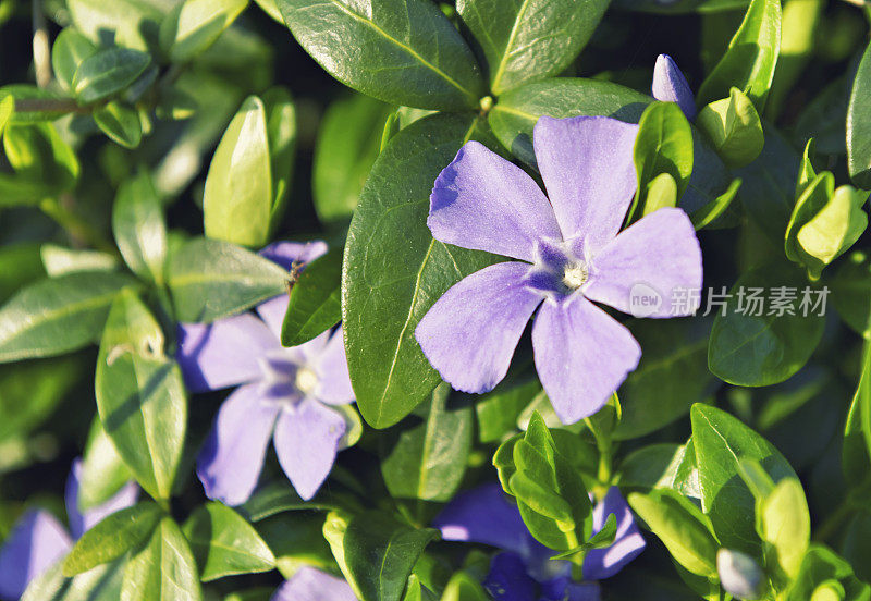 小长春花(长春花)