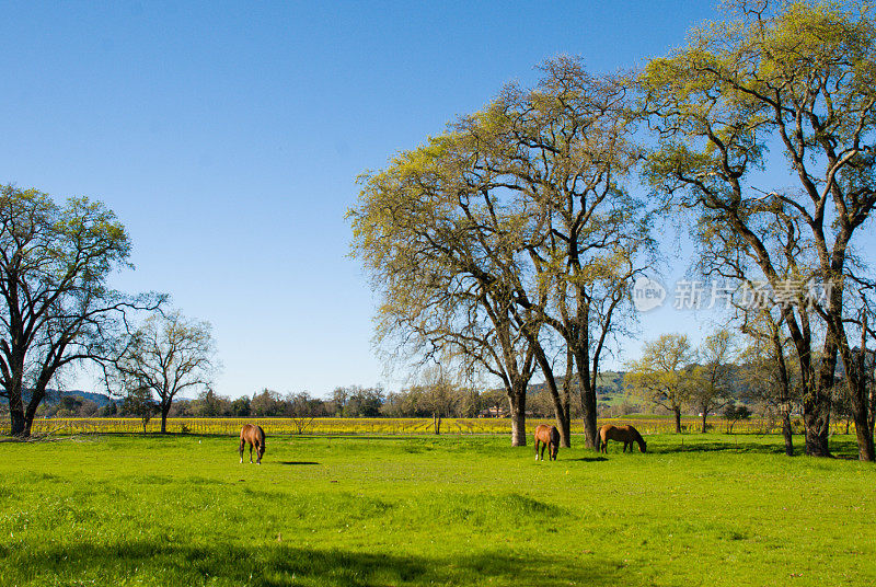 三匹马，绿色牧场橡树，盖瑟维尔，索诺玛县加利福尼亚