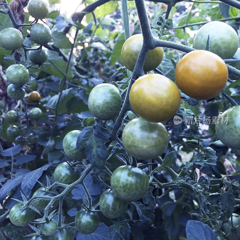 夏季菜园里的樱桃番茄