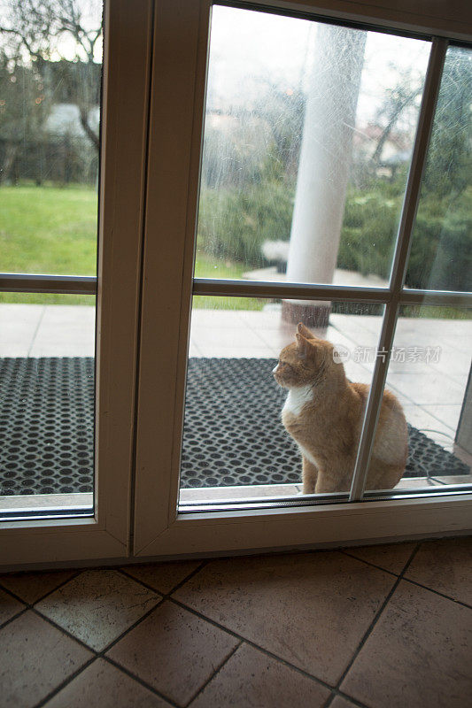 猫等待进入