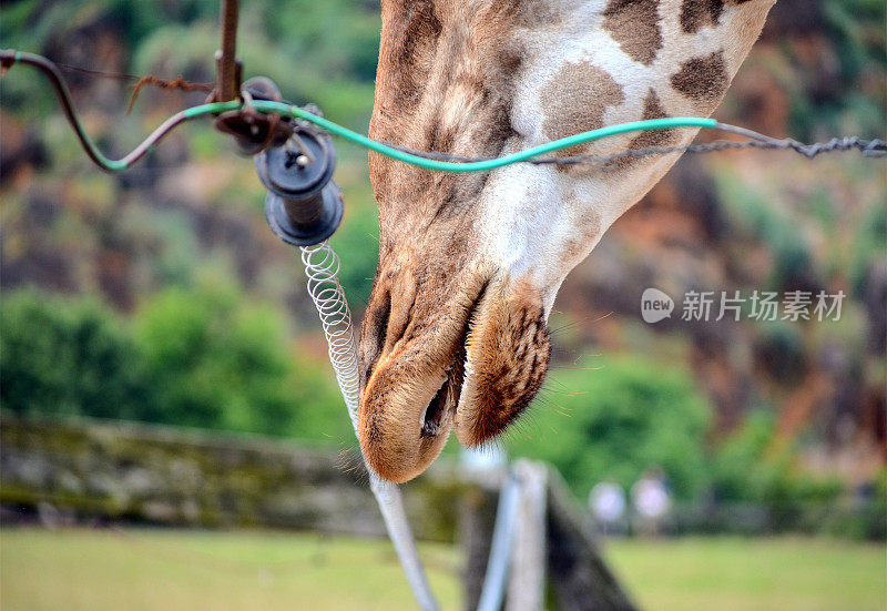 长颈鹿的嘴