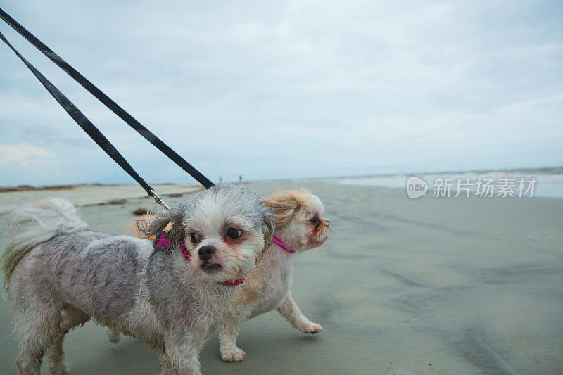 狗在海滩