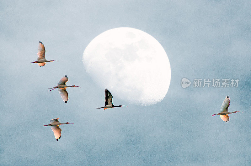 一群朱鹭在月亮的背景下回到傍晚的巢穴