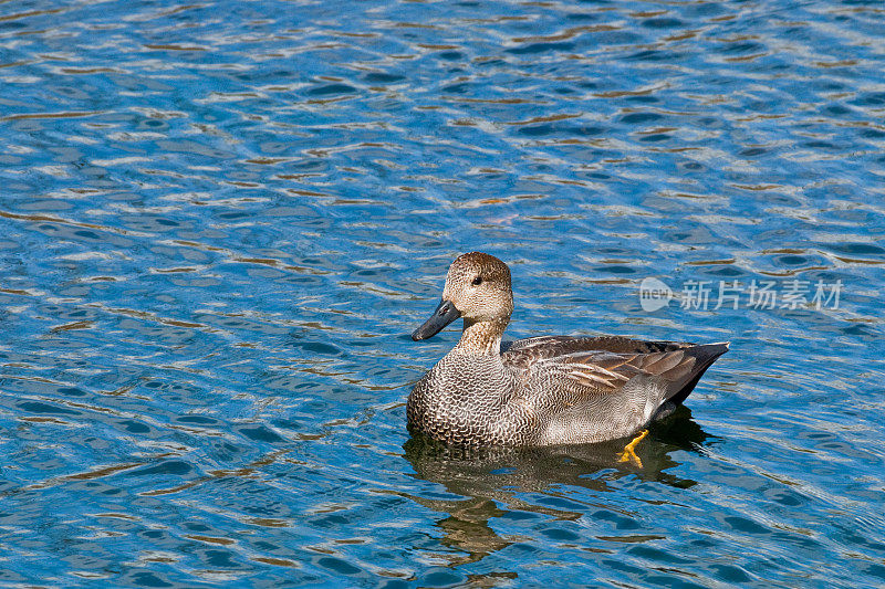 在池塘里游泳的Gadwall