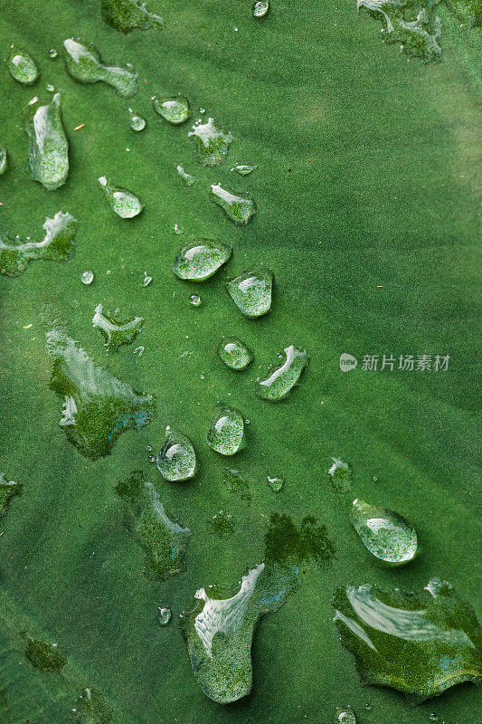 雨滴落在一片大叶子上