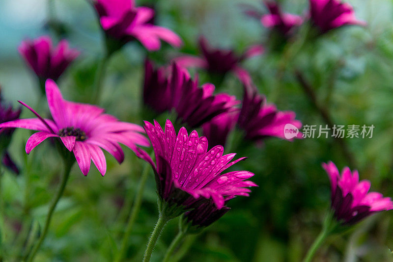 紫色雏菊花(菊科)，Cinfães，葡萄牙