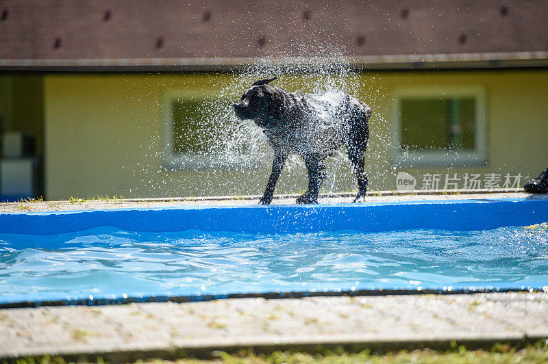 水池附近的湿拉布拉多寻回犬