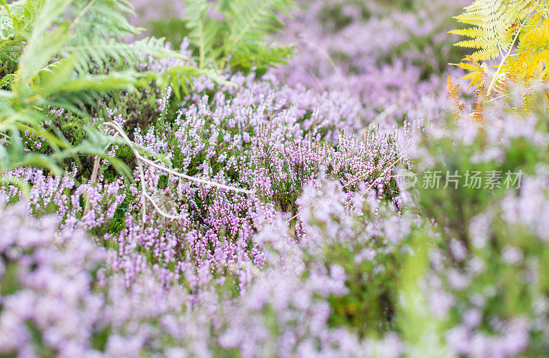 石南花特写