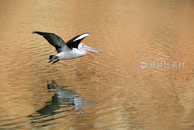 鹈鹕在水上飞行