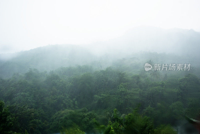 茂密的森林与大雨景观透过草地窗户