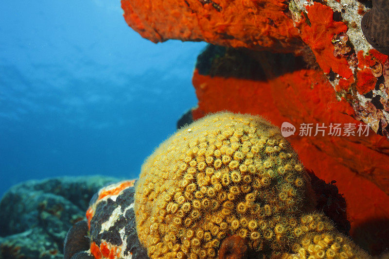 海洋生物海洋海绵和石珊瑚在水下