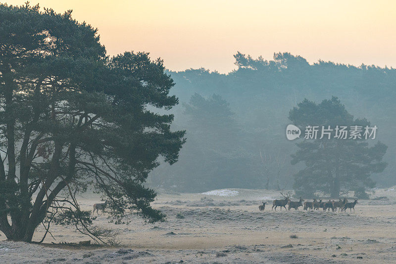 马鹿在一个寒冷的清晨风景