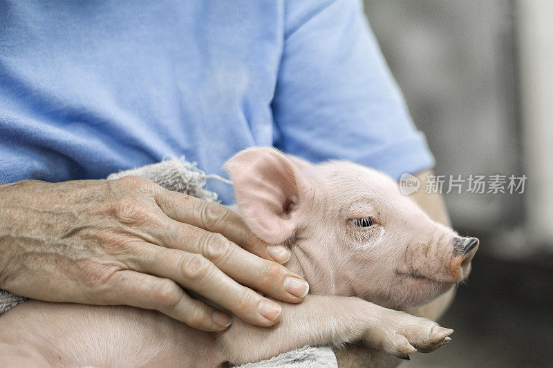 小猪被人抱在怀里