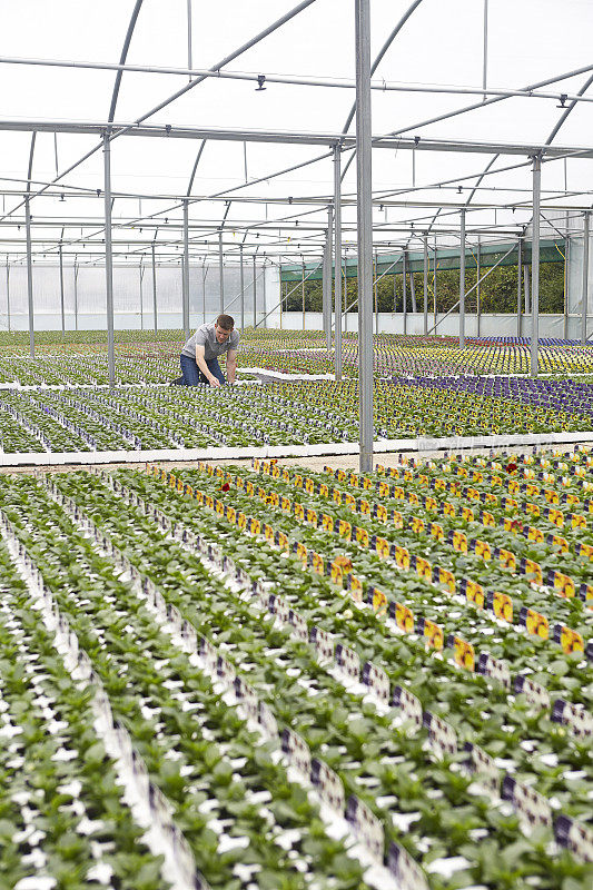 植物苗圃工人在大温室检查植物