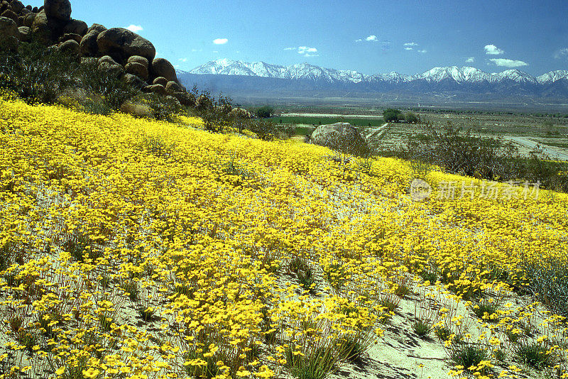 春天，在莫哈韦沙漠上的兰开斯特加州附近的圣加布里埃尔山脉上，马鞍袋巴特州立公园的地毯上盛开着黄色的花朵