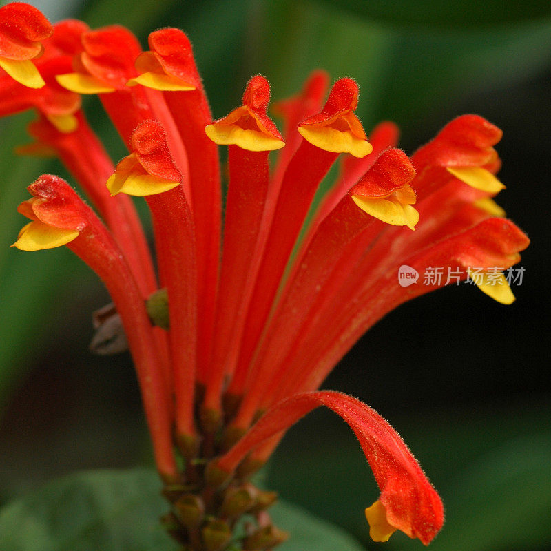 红黄芩，黄芩，花