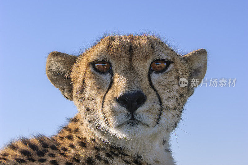 野生猎豹坐在Safari车顶的特写