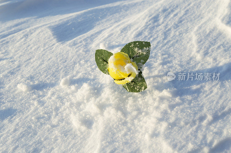 飘雪中的黄玫瑰