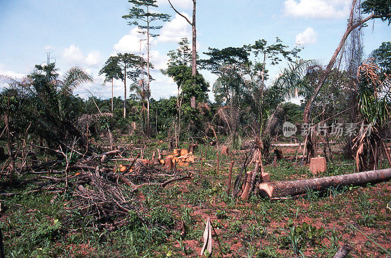 热带雨林地区的木材被砍伐，准备装载出口到加纳中部的非洲