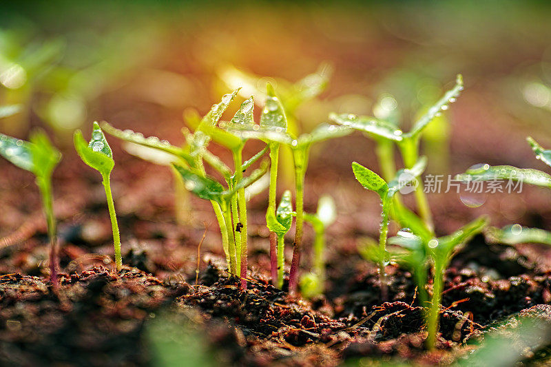 刚在土壤中发芽的新鲜的绿色湿润的幼苗慢慢地从土壤上长出来，地里的深度很浅。