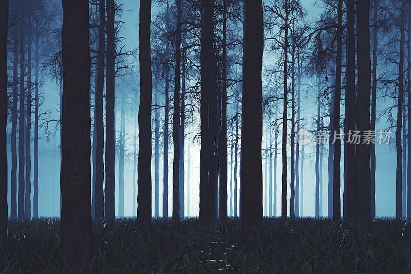 神秘朦胧的森林