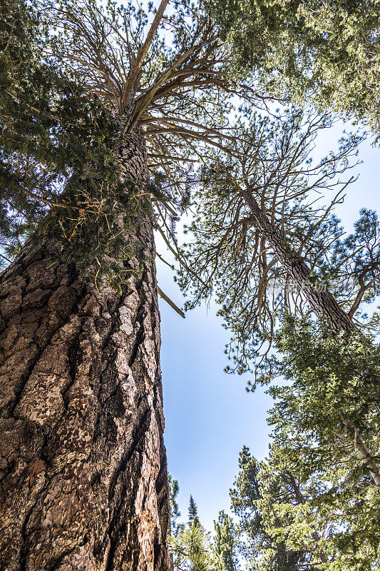 透过加州高大的松树抬头望去