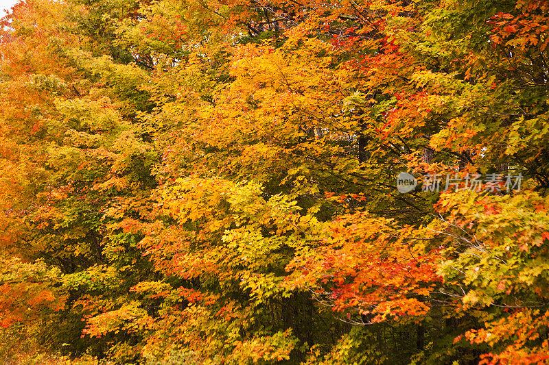在秋天森林乡村树木